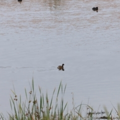 Tachybaptus novaehollandiae at Jerrabomberra Wetlands - 2 Dec 2023 08:52 AM