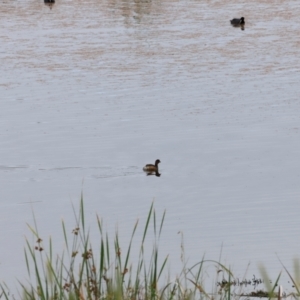 Tachybaptus novaehollandiae at Jerrabomberra Wetlands - 2 Dec 2023 08:52 AM