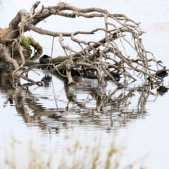 Tachybaptus novaehollandiae at Jerrabomberra Wetlands - 2 Dec 2023
