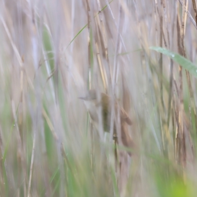 Acrocephalus australis (Australian Reed-Warbler) at Jerrabomberra Wetlands - 2 Dec 2023 by JimL