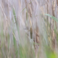 Acrocephalus australis (Australian Reed-Warbler) at Jerrabomberra Wetlands - 1 Dec 2023 by JimL