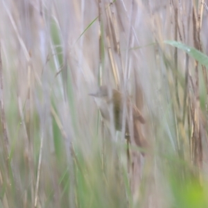 Acrocephalus australis at Jerrabomberra Wetlands - 2 Dec 2023 08:30 AM