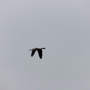 Anhinga novaehollandiae at Jerrabomberra Wetlands - 2 Dec 2023