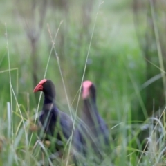 Porphyrio melanotus (Australasian Swamphen) at Fyshwick, ACT - 1 Dec 2023 by JimL