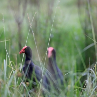 Porphyrio melanotus (Australasian Swamphen) at Fyshwick, ACT - 1 Dec 2023 by JimL