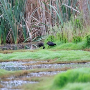 Porphyrio melanotus at Jerrabomberra Wetlands - 2 Dec 2023 08:08 AM