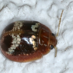 Paropsisterna laesa species complex at Ainslie, ACT - 18 Nov 2023