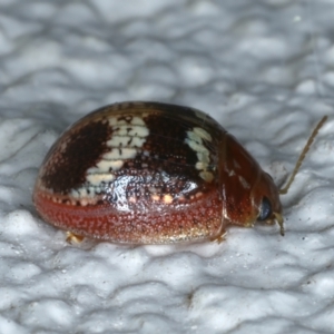 Paropsisterna laesa species complex at Ainslie, ACT - 18 Nov 2023