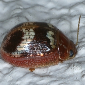 Paropsisterna laesa species complex at Ainslie, ACT - 18 Nov 2023