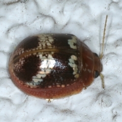 Paropsisterna laesa species complex at Ainslie, ACT - 18 Nov 2023