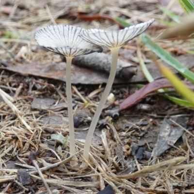 Coprinellus etc. (An Inkcap) at Bicentennial Park - 1 Dec 2023 by Paul4K