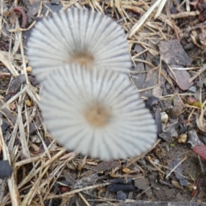 Coprinellus etc. at QPRC LGA - 2 Dec 2023