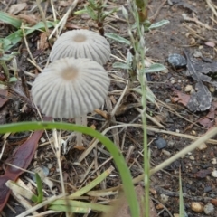 Coprinellus etc. at QPRC LGA - 2 Dec 2023 07:10 AM