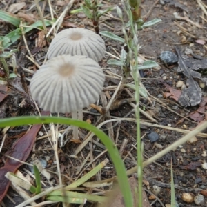 Coprinellus etc. at QPRC LGA - 2 Dec 2023 07:10 AM