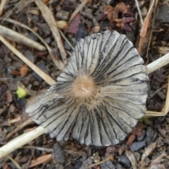 Coprinellus etc. at QPRC LGA - 2 Dec 2023 07:10 AM