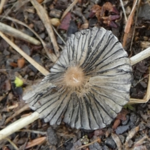 Coprinellus etc. at QPRC LGA - 2 Dec 2023 07:10 AM