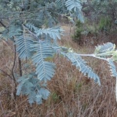 Acacia dealbata subsp. dealbata (Silver Wattle) at QPRC LGA - 1 Dec 2023 by Paul4K