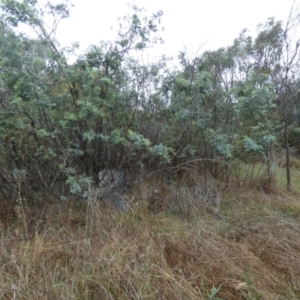 Acacia dealbata subsp. dealbata at Bicentennial Park - 2 Dec 2023