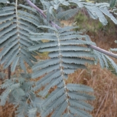 Acacia dealbata subsp. dealbata at Bicentennial Park - 2 Dec 2023