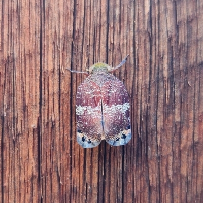 Platybrachys decemmacula (Green-faced gum hopper) at Macquarie, ACT - 2 Dec 2023 by NathanaelC