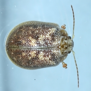 Paropsis charybdis at Ainslie, ACT - 18 Nov 2023