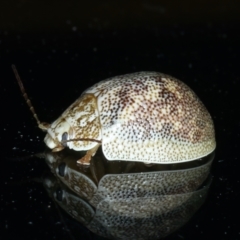 Paropsis charybdis at Ainslie, ACT - 18 Nov 2023 09:59 PM