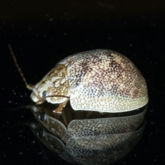 Paropsis charybdis at Ainslie, ACT - 18 Nov 2023
