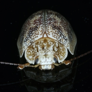 Paropsis charybdis at Ainslie, ACT - 18 Nov 2023