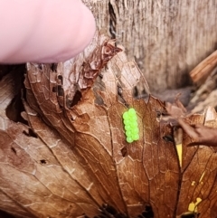 Unidentified Insect at Giralang, ACT - 2 Dec 2023 by YellowButton