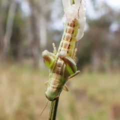 Praxibulus sp. (genus) (A grasshopper) at Cook, ACT - 30 Nov 2023 by CathB