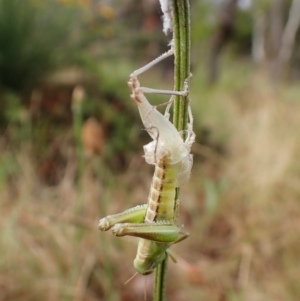 Praxibulus sp. (genus) at Mount Painter - 30 Nov 2023