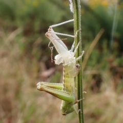 Praxibulus sp. (genus) at Mount Painter - 30 Nov 2023