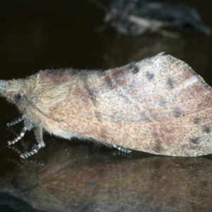 Opsirhina lechriodes at Ainslie, ACT - 19 Nov 2023