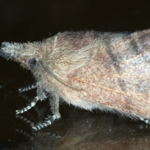 Opsirhina lechriodes at Ainslie, ACT - 19 Nov 2023