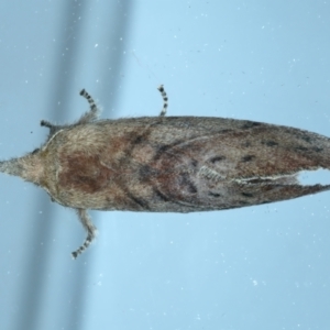 Opsirhina lechriodes at Ainslie, ACT - 19 Nov 2023