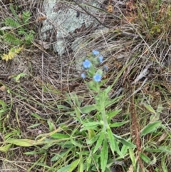 Cynoglossum australe (Australian Forget-me-not) at Gossan Hill - 2 Dec 2023 by lyndallh