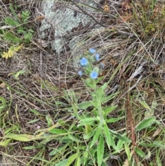 Cynoglossum australe (Australian Forget-me-not) at Bruce, ACT - 2 Dec 2023 by lyndallh