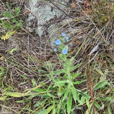 Cynoglossum australe (Australian Forget-me-not) at Bruce, ACT - 2 Dec 2023 by lyndallh