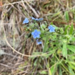 Cynoglossum australe at Gossan Hill - 2 Dec 2023