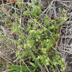 Asperula conferta (Common Woodruff) at Bruce, ACT - 2 Dec 2023 by lyndallh