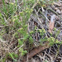 Asperula conferta at Bruce Ridge to Gossan Hill - 2 Dec 2023