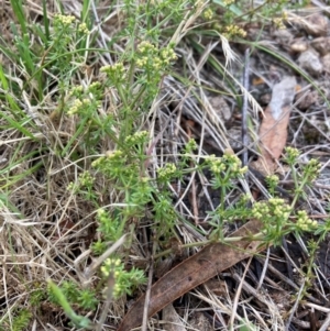 Asperula conferta at Bruce Ridge to Gossan Hill - 2 Dec 2023 04:16 PM