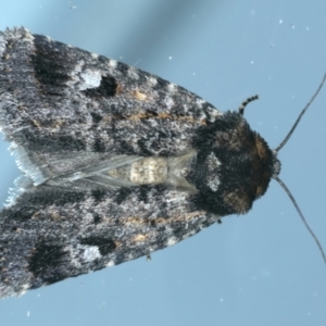 Thoracolopha verecunda at Ainslie, ACT - 19 Nov 2023