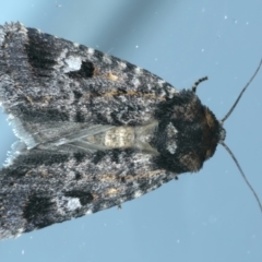Thoracolopha verecunda (A Noctuid moth (Acronictinae)) at Ainslie, ACT - 19 Nov 2023 by jb2602