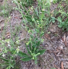 Hackelia suaveolens (Sweet Hounds Tongue) at Bruce, ACT - 2 Dec 2023 by lyndallh