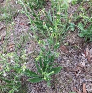 Hackelia suaveolens at Gossan Hill - 2 Dec 2023 03:24 PM