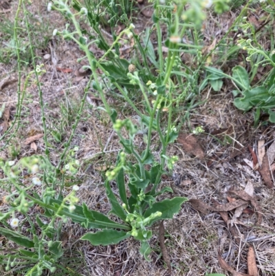 Hackelia suaveolens (Sweet Hounds Tongue) at Bruce, ACT - 2 Dec 2023 by lyndallh