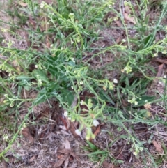 Hackelia suaveolens at Gossan Hill - 2 Dec 2023