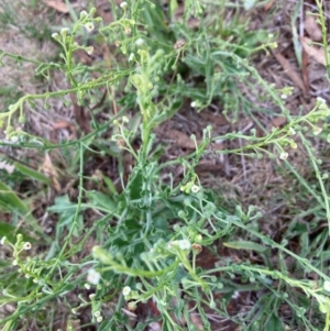 Hackelia suaveolens at Gossan Hill - 2 Dec 2023