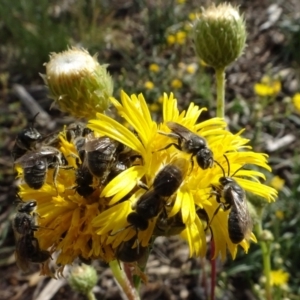 Lasioglossum (Chilalictus) lanarium at Sth Tablelands Ecosystem Park - 1 Dec 2023 05:00 PM